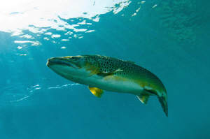 A Brown Trout in Capernwray Lake by Paul Colley 